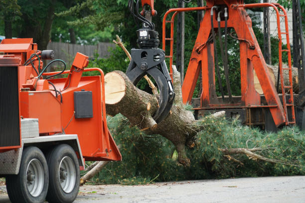 Best Grass Overseeding  in Pittsburg, CA