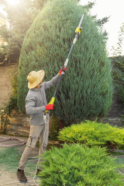 How Our Tree Care Process Works  in  Pittsburg, CA